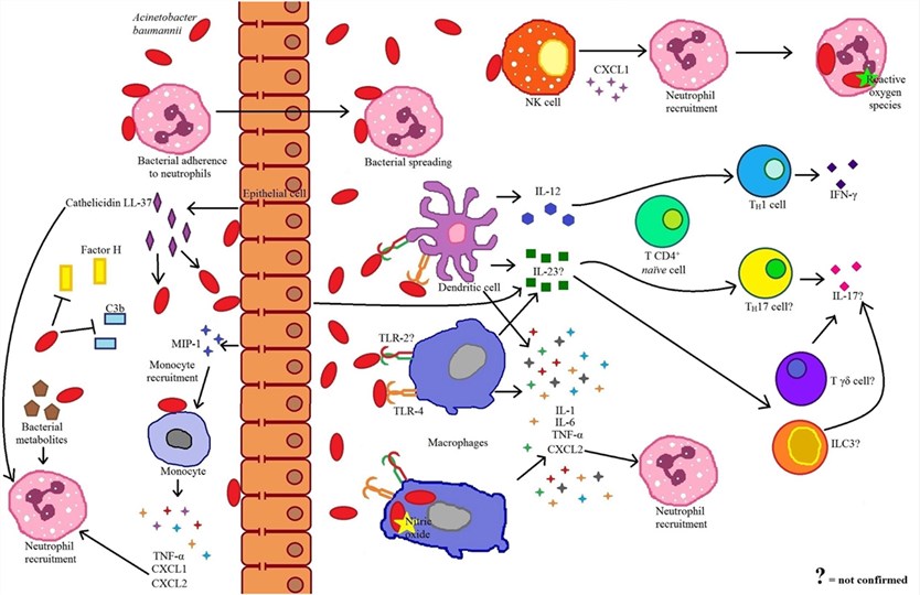 Immune response to Acinetobacter baumannii infection.
